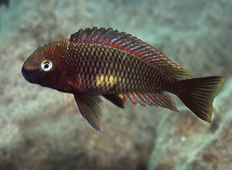 Tropheus moorii 'Muzi'